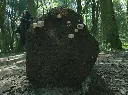 Recolección de leña.webp